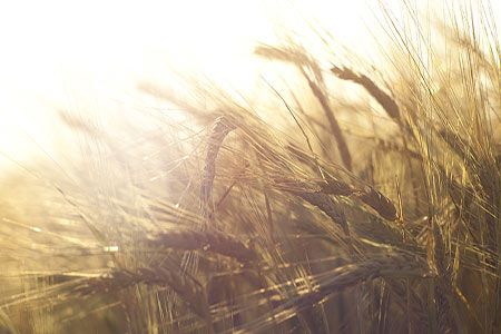 ABARES releases forecast for Australian grain yield