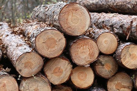 Current status of Australia’s forestry sector – harvests and exports