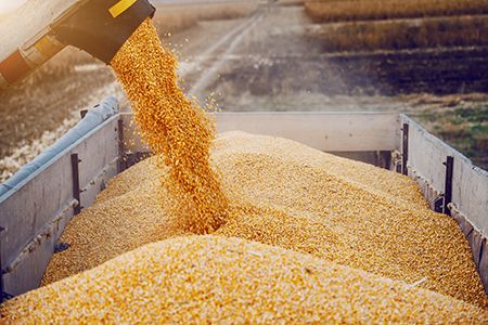 Optimism in the dry bulk sphere
