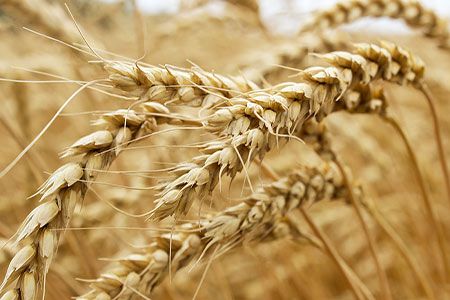 Viterra reduces Export Select rates